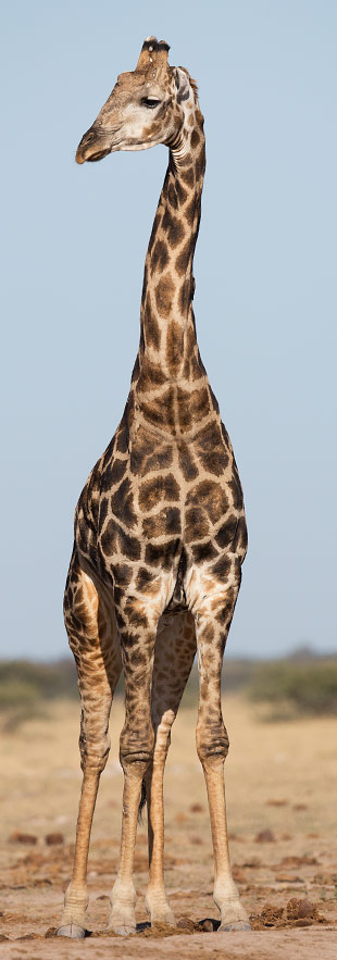 Giraffe